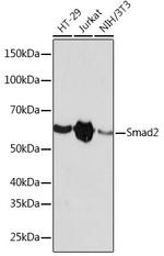 SMAD2 Antibody in Western Blot (WB)