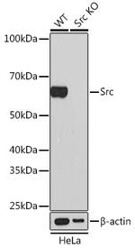 SRC Antibody in Western Blot (WB)