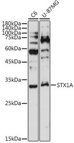 Syntaxin 1 Antibody in Western Blot (WB)