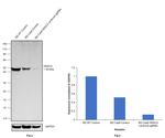 HDAC3 Antibody