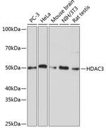 HDAC3 Antibody in Western Blot (WB)