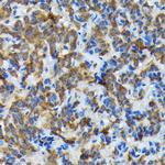 Thyroid Peroxidase Antibody in Immunohistochemistry (Paraffin) (IHC (P))