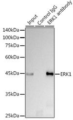 ERK1 Antibody in Immunoprecipitation (IP)