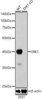 ERK1 Antibody