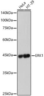 ERK1 Antibody in Western Blot (WB)