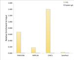 YY1 Antibody in ChIP Assay (ChIP)