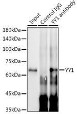 YY1 Antibody in Immunoprecipitation (IP)