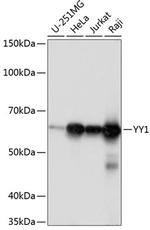 YY1 Antibody in Western Blot (WB)