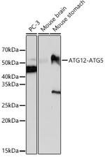 ATG12 Antibody in Western Blot (WB)