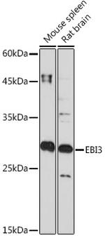 EBI3 Antibody in Western Blot (WB)