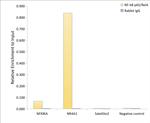 NFkB p65 Antibody in ChIP Assay (ChIP)