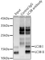 LC3B Antibody in Immunoprecipitation (IP)