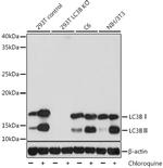 LC3B Antibody in Western Blot (WB)