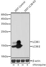 LC3B Antibody in Western Blot (WB)