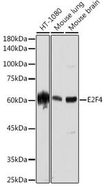 E2F4 Antibody in Western Blot (WB)