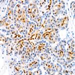 SOX9 Antibody in Immunohistochemistry (Paraffin) (IHC (P))