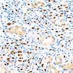 SOX9 Antibody in Immunohistochemistry (Paraffin) (IHC (P))