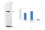 SOX9 Antibody in Western Blot (WB)