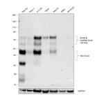 SOX9 Antibody in Western Blot (WB)