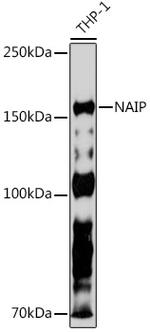 NAIP Antibody in Western Blot (WB)