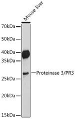 PR3 Antibody in Western Blot (WB)