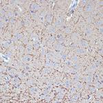 TMOD2 Antibody in Immunohistochemistry (Paraffin) (IHC (P))