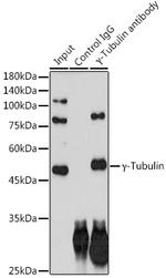 gamma Tubulin Antibody in Immunoprecipitation (IP)