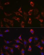 BAX Antibody in Immunocytochemistry (ICC/IF)