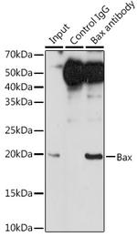 BAX Antibody in Immunoprecipitation (IP)