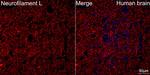 NEFL Antibody in Immunohistochemistry (Paraffin) (IHC (P))