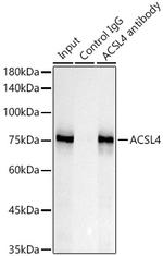 ACSL4 Antibody in Immunoprecipitation (IP)