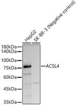 ACSL4 Antibody in Western Blot (WB)