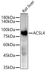 ACSL4 Antibody in Western Blot (WB)