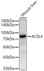 ACSL4 Antibody in Western Blot (WB)