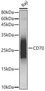 CD70 Antibody in Western Blot (WB)