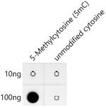 5-Methylcytosine Antibody in Dot Blot (DB)