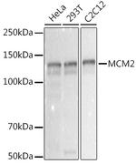 MCM2 Antibody in Western Blot (WB)