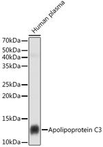 ApoC3 Antibody in Western Blot (WB)