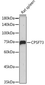 CPSF3 Antibody in Western Blot (WB)