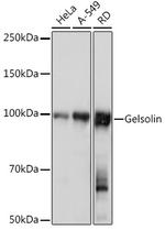 Gelsolin Antibody in Western Blot (WB)