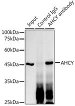 AHCY Antibody in Immunoprecipitation (IP)