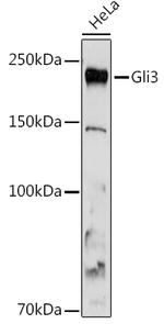 GLI3 Antibody in Western Blot (WB)