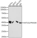 PRAS40 Antibody in Western Blot (WB)