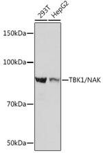 TBK1 Antibody in Western Blot (WB)