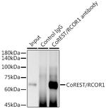 RCOR1 Antibody in Immunoprecipitation (IP)