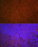 SHIP1 Antibody in Immunohistochemistry (Paraffin) (IHC (P))