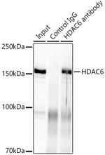 HDAC6 Antibody in Immunoprecipitation (IP)