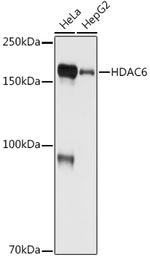 HDAC6 Antibody in Western Blot (WB)