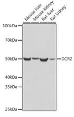 CD264 (TRAIL-R4) Antibody in Western Blot (WB)