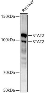 STAT2 Antibody in Western Blot (WB)